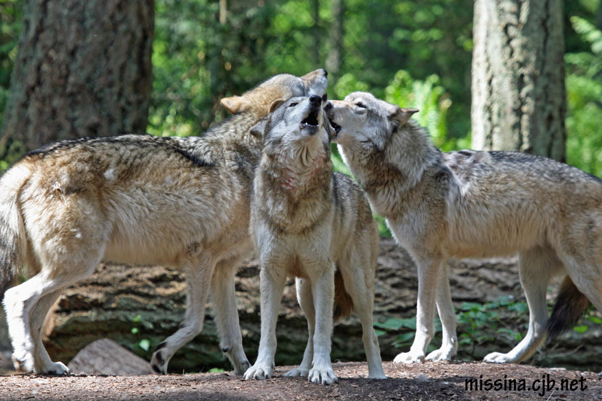 Wolves_by_Aries18o18.jpg